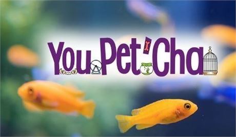 You Pet'Cha - Two $10.00 Gift Certificates worth $20.00