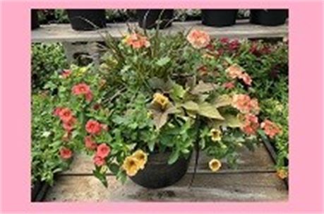 Stockmen's Greenhouse 14" Assorted custom planter pot (valued at $60.00 each)